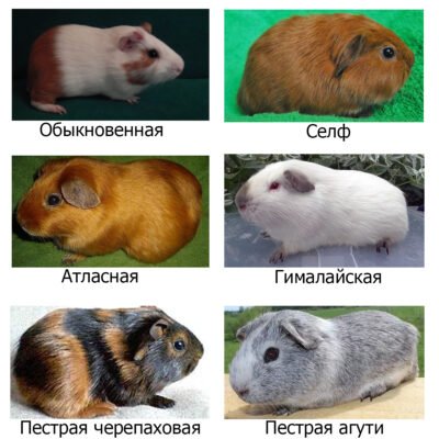 Породи морських свинок: оберіть свого ідеального домашнього улюбленця