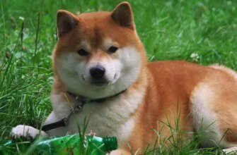 Топ-5 порід собак, що нагадують лису: вибір для справжніх естетів