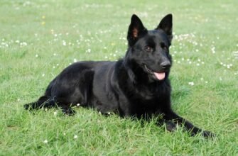 Чорна вівчарка порода: особливості, догляд та характер собаки