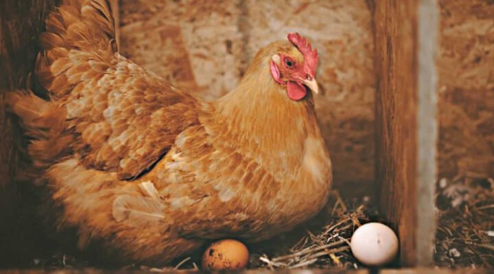 Породи курей-несучок в Україні: Як обрати найбільш продуктивних