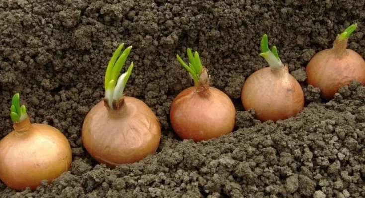 Народні методи боротьби з хворобами цибулі: ефективні рішення