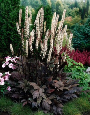 Цимицифуга: корисні властивості та застосування в медицині