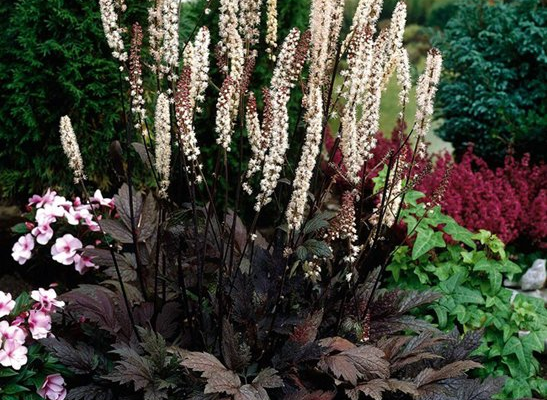 Цимицифуга: корисні властивості та застосування в медицині