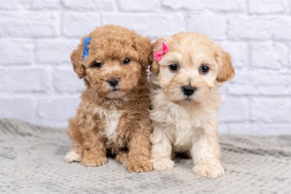 Порода собак кокапу: історія, особливості та догляд за милими гібридами