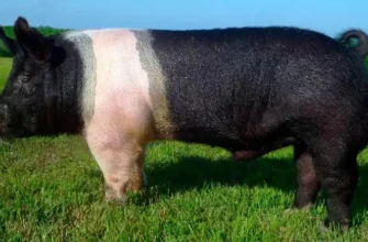 Гемпшир: характеристика породи свиней для ефективного розведення