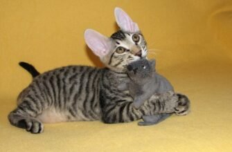 Сфінкс з шерстю: унікальна порода котів, що завойовує серця