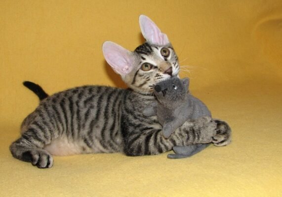 Сфінкс з шерстю: унікальна порода котів, що завойовує серця