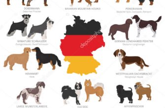 Найкращі німецькі породи собак: знайдіть ідеального друга для вас