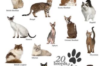 Всі породи котів з фотографіями: повний каталог улюбленців світу