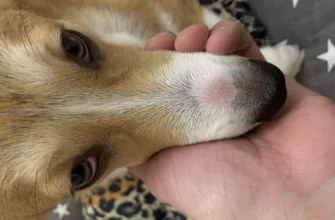 Лікування лишаю у собак вдома: ефективні методи та поради