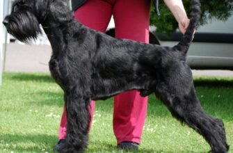 Ризеншнауцер: особливості породи та догляд за цими собаками