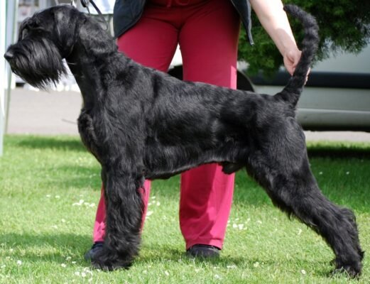 Ризеншнауцер: особливості породи та догляд за цими собаками