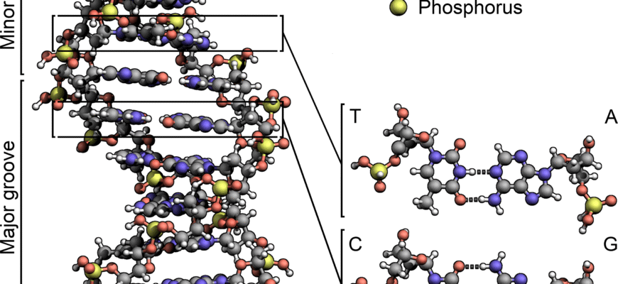Як розшифровується ДНК: зрозумійте секрети генетичного коду