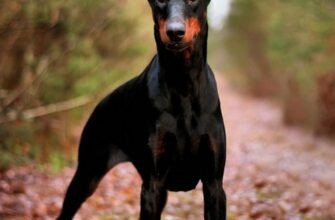 ТОП породи собак для охорони: оберіть найкращого захисника дому