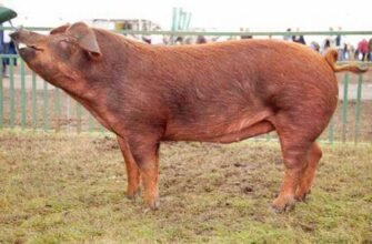 Свині породи Дюрок: характеристика, переваги та вирощування
