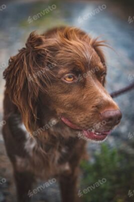 Розкриваємо загадку: породи коричневих собак для вашого дому