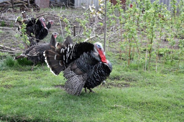 Найкращі м’ясні породи індиків: вибір для вашого господарства