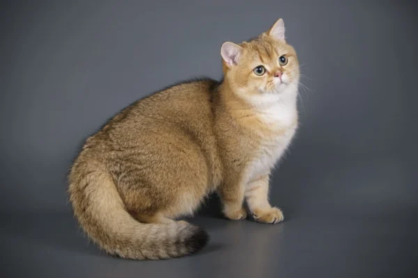 Все про породу котів скотіш страйт: особливості та догляд