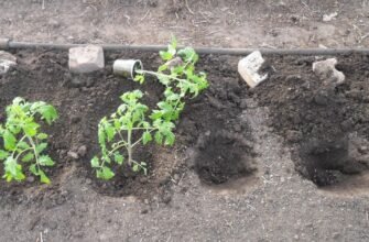 Як садити помідори: покрокова інструкція для успішного врожаю