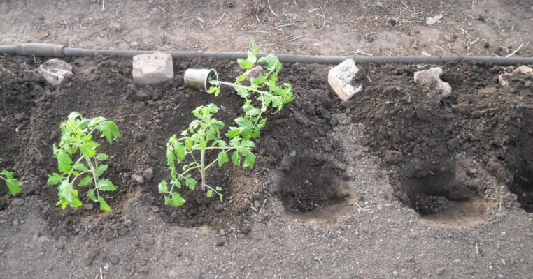 Як садити помідори: покрокова інструкція для успішного врожаю
