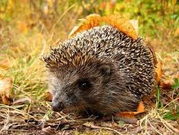 Хто їсть їжака: природні вороги та харчовий ланцюг їжаків