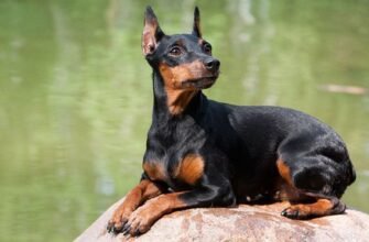Цвергпинчер: все про особливості унікальної породи собак