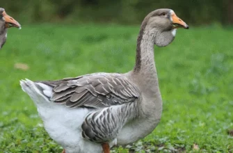 Найкращі гуси породи: Вибір для вашого господарства та бізнесу