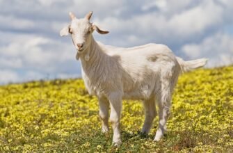 Кози молочної породи: особливості вибору та ефективність утримання