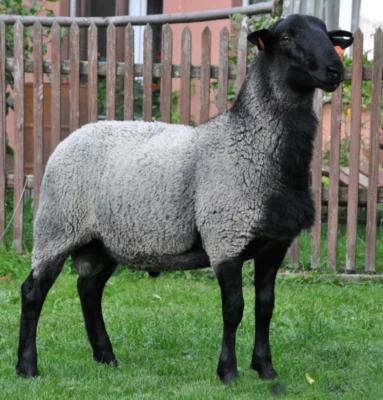 Романовська порода овець: особливості, догляд та переваги розведення