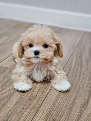 Все, що ви хотіли знати про породу собаки мальтипу: особливості та догляд