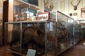 Зоологічний музей УжНУ: Відкрийте світ тварин Закарпаття