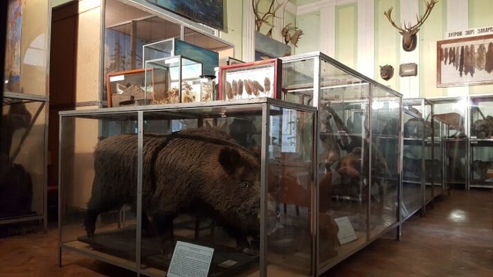 Зоологічний музей УжНУ: Відкрийте світ тварин Закарпаття