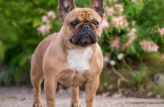 Порода французький бульдог: історія, особливості та догляд