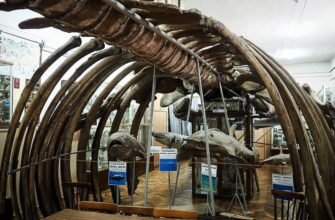 Відкрийте таємниці природи: Природничий музей Чернівці чекає на вас