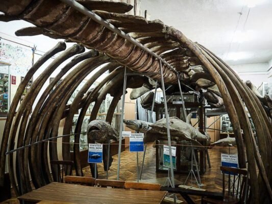 Відкрийте таємниці природи: Природничий музей Чернівці чекає на вас Відкрийте таємниці природи: Природничий музей Чернівці чекає на вас