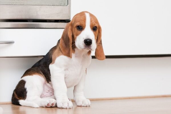 Найкращі породи собак для дому: обирайте ідеального друга!