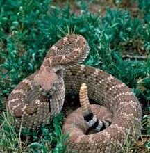 Хто їсть змій: які природні хижаки полюють на змій?