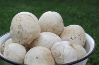 Відгуки про гриб веселка: досвід та ефекти від тих, хто приймав