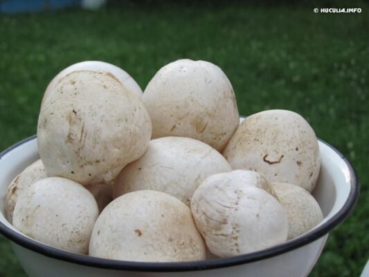 Відгуки про гриб веселка: досвід та ефекти від тих, хто приймав