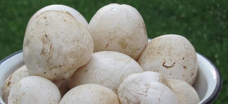 Відгуки про гриб веселка: досвід та ефекти від тих, хто приймав