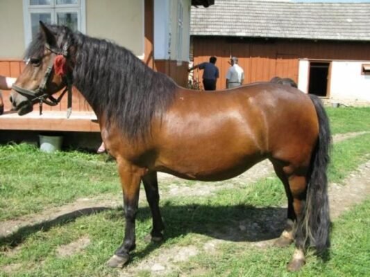 Гуцульська порода коней: переваги, особливості та історія розвитку