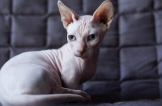 Порода лисих котів: особливості, догляд та популярні види