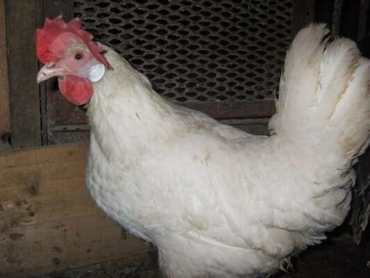 Породи білих курей: найкращі види для вашого господарства