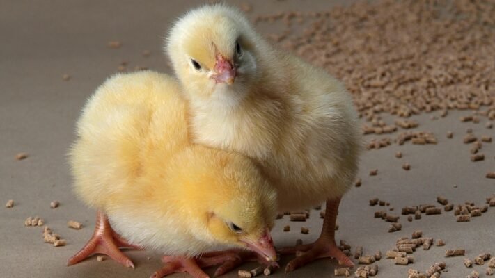 Огляд сучасних порід бройлерів: вибір для успішного розведення