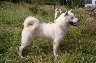 Хоккайдо порода собак: особливості, догляд та характер вихованців