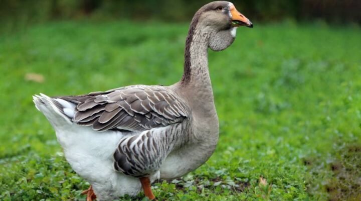 ТОП породи гусей в Україні: Довідник для птахівників 2023
