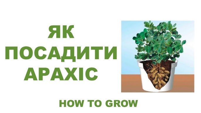 Як садити арахіс: покрокова інструкція для успішного вирощування