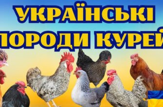 Українські породи курей: огляд популярних видів і їх переваги