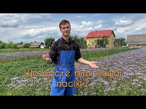 Як сіяти фацелію вручну: поради для ефективного посіву квітів Як сіяти фацелію вручну: поради для ефективного посіву квітів