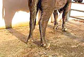 Ефективні народні методи від проносу у корови: найкращі рецепти